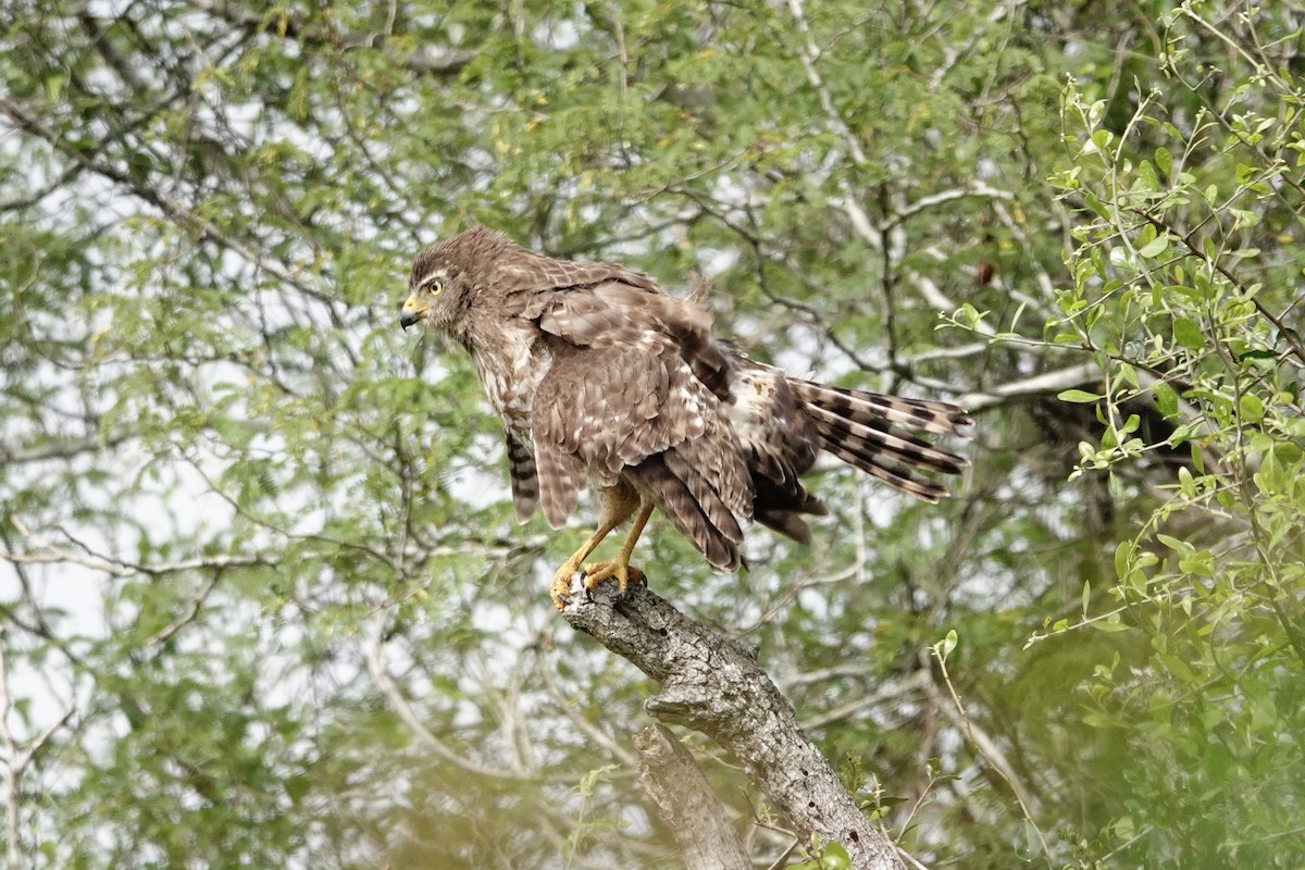 Roadside Hawk - ML616569676