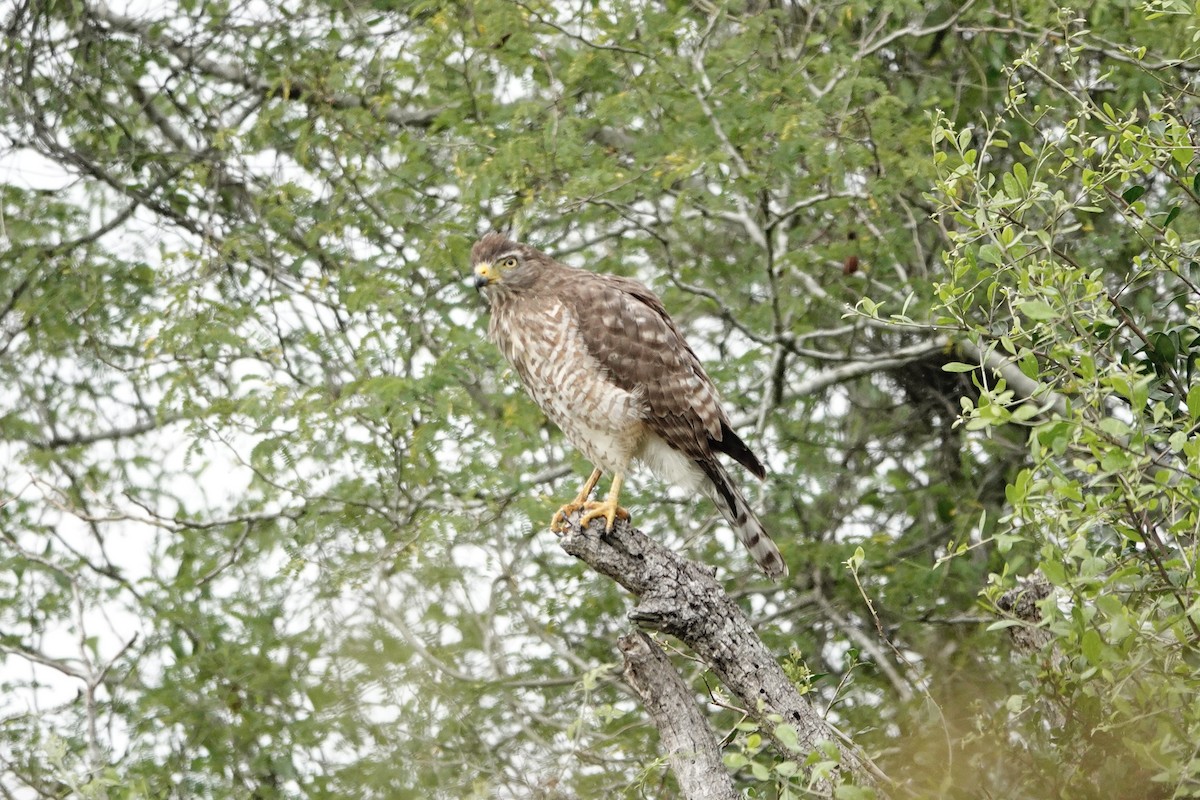Roadside Hawk - ML616569677