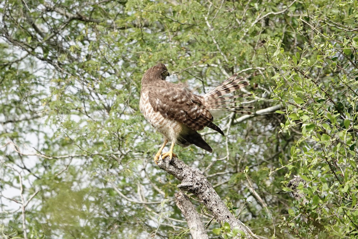 Roadside Hawk - ML616569680