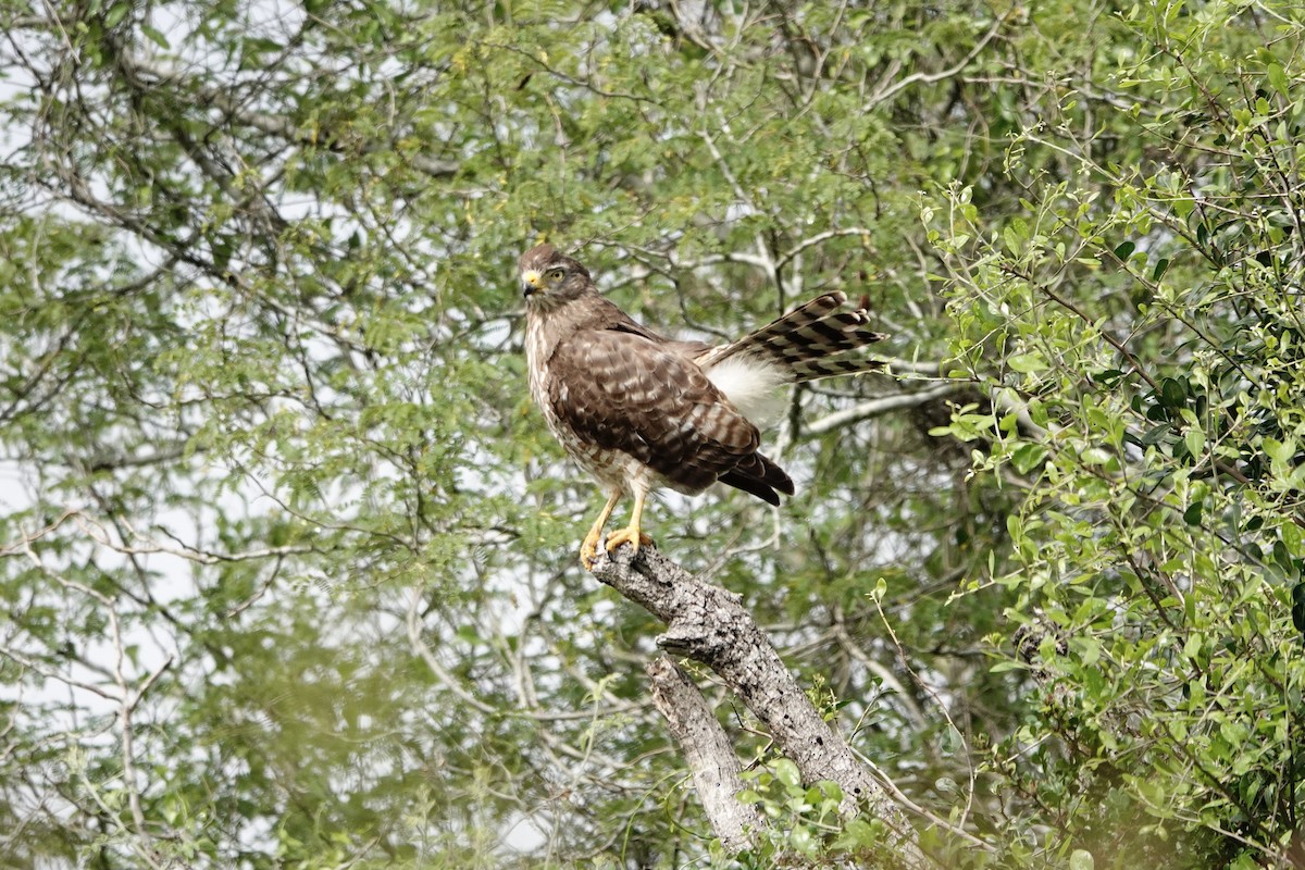 Roadside Hawk - ML616569682