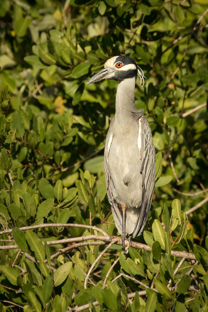 Yellow-crowned Night Heron - ML616569693