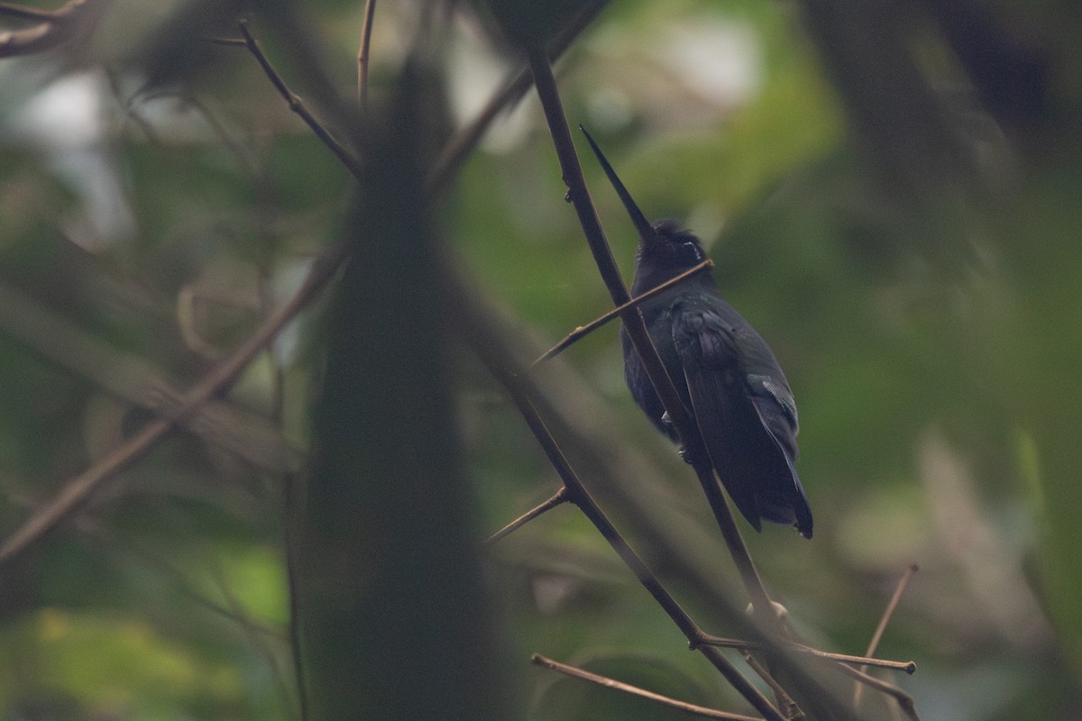 Blue-fronted Lancebill - R M