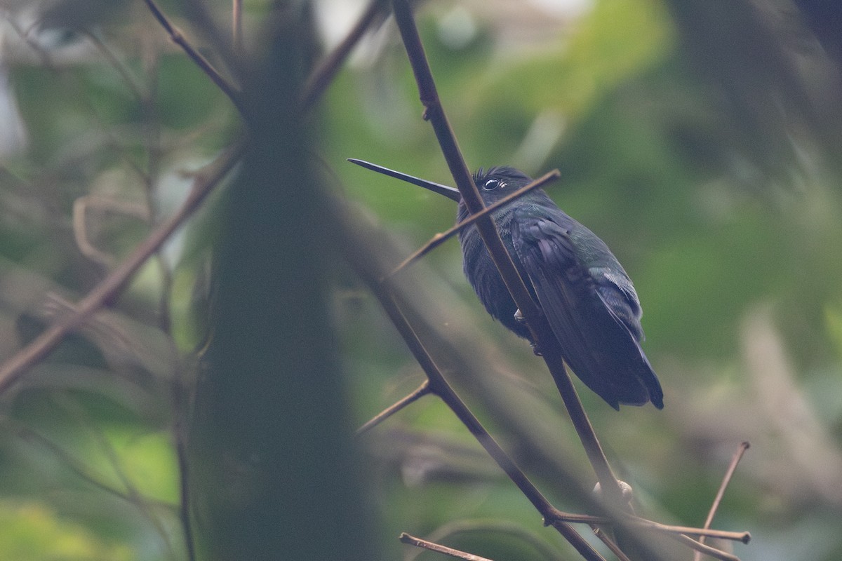 Blue-fronted Lancebill - R M