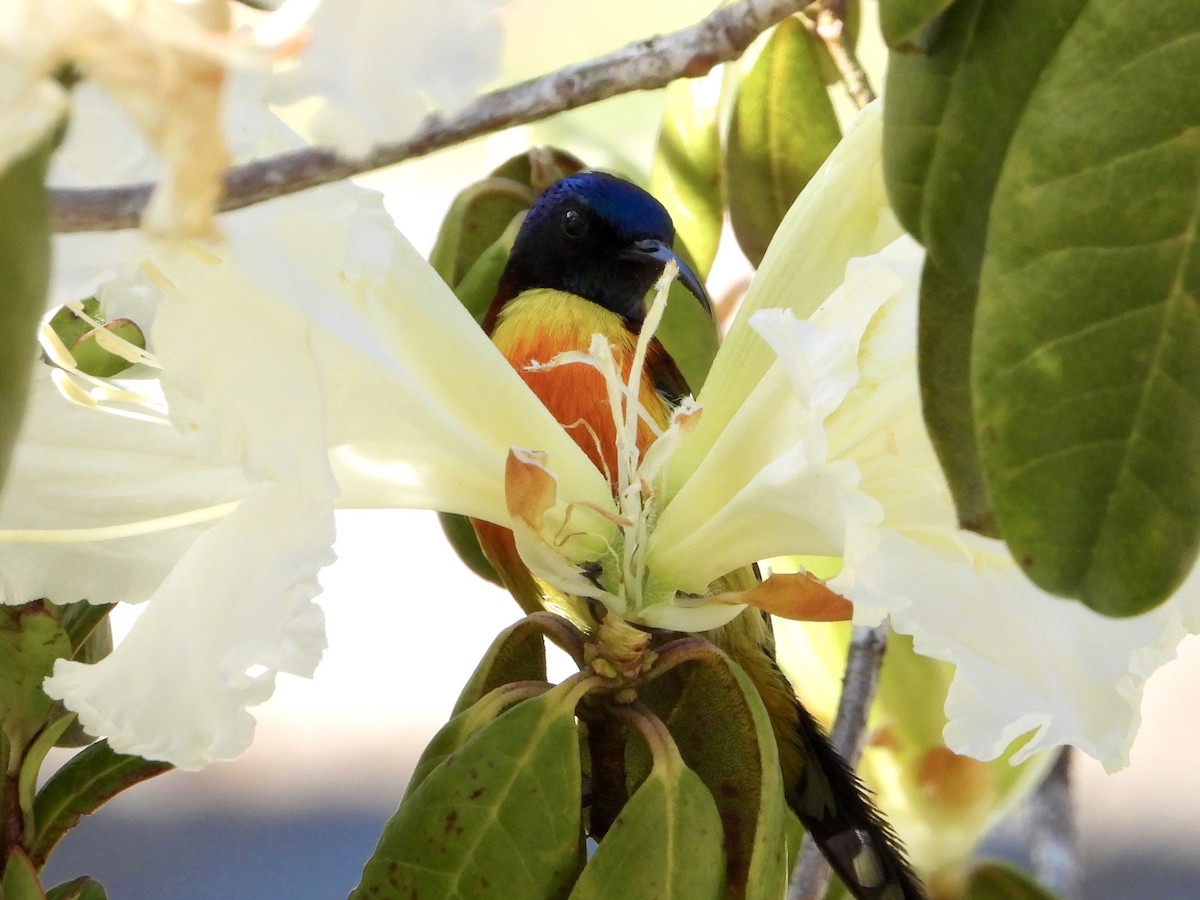 Green-tailed Sunbird (Doi Inthanon) - ML616569804