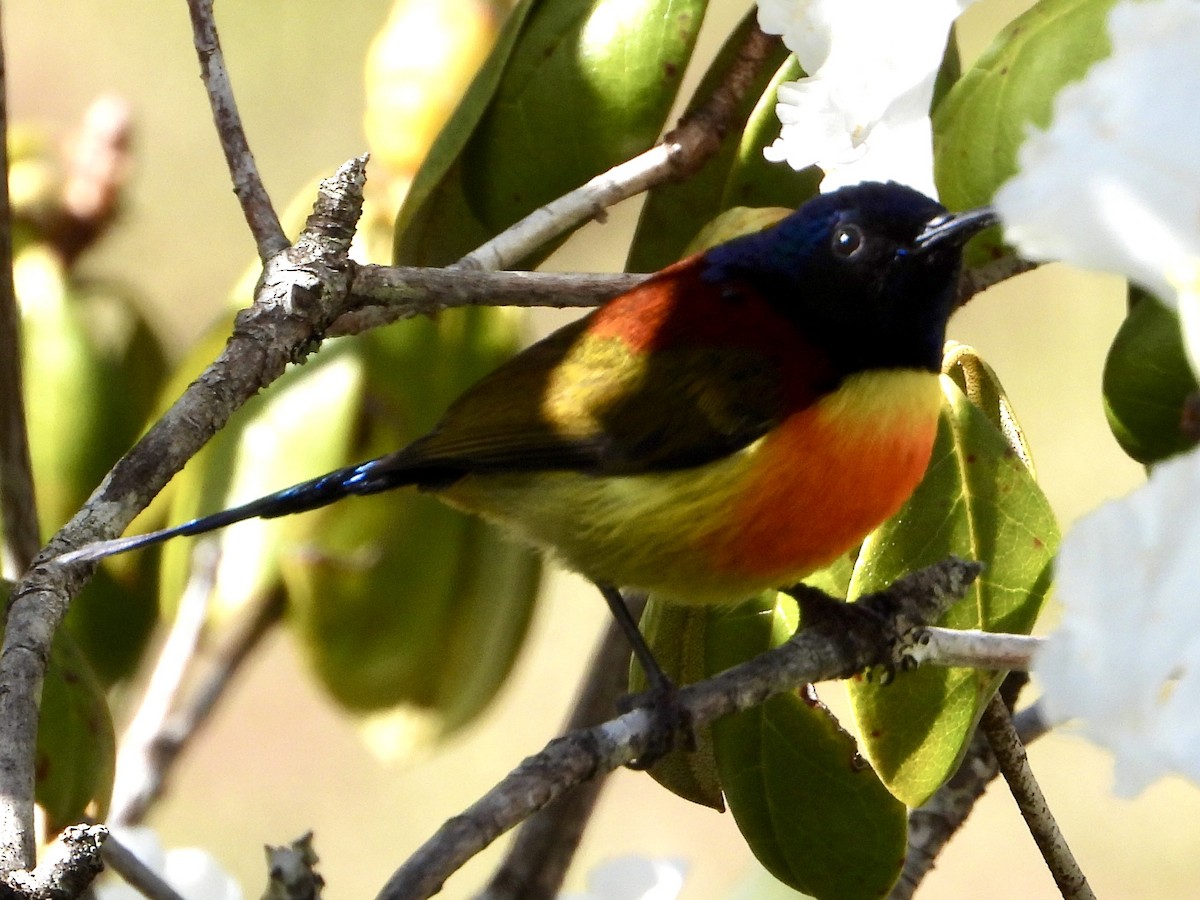 Grünschwanz-Nektarvogel (angkanensis) - ML616569805