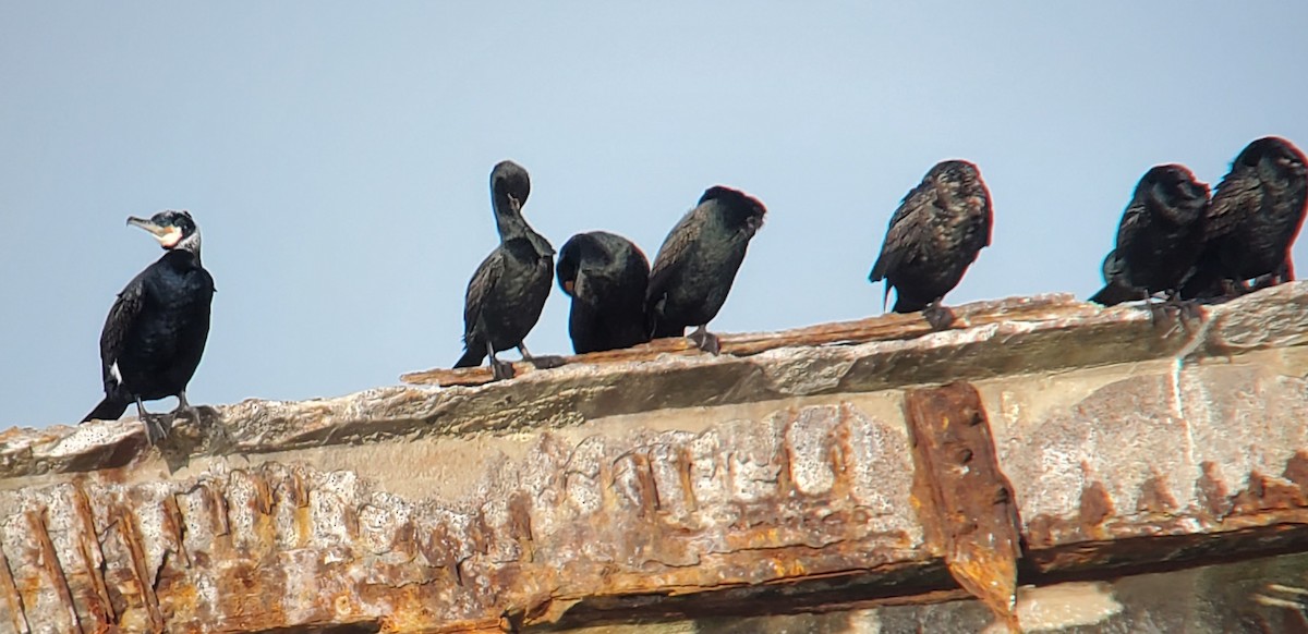 Great Cormorant - Brian Moscatello