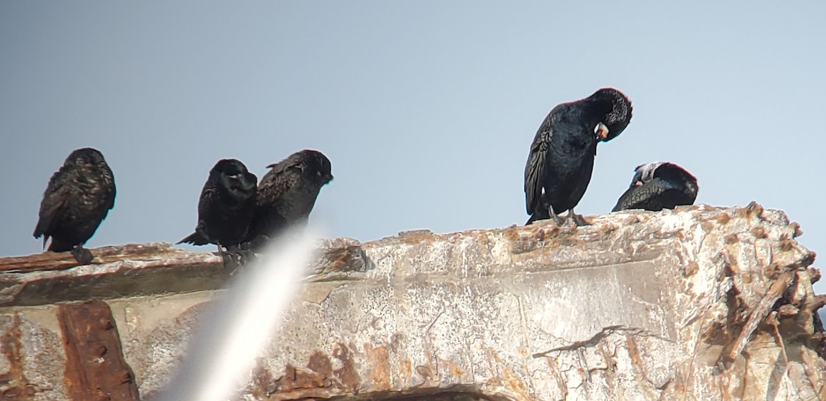 Great Cormorant - Brian Moscatello