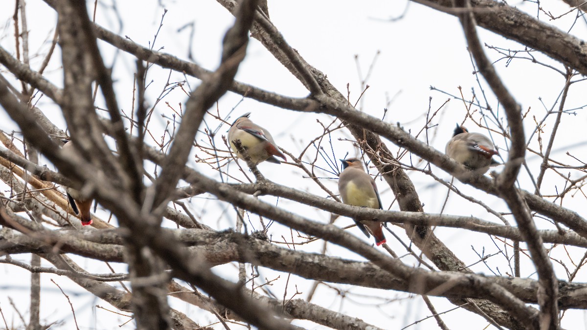 Japanese Waxwing - ML616569908