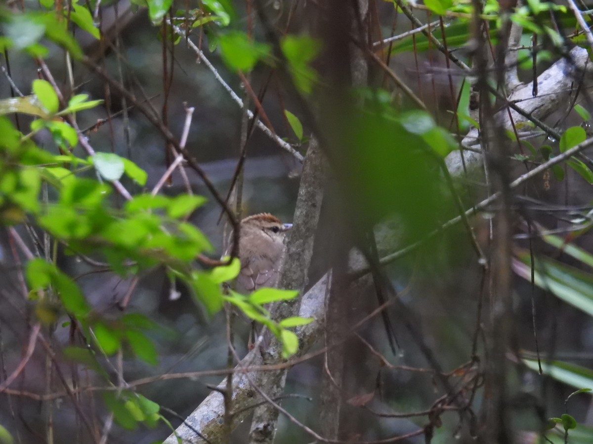 Swainson's Warbler - ML616569919