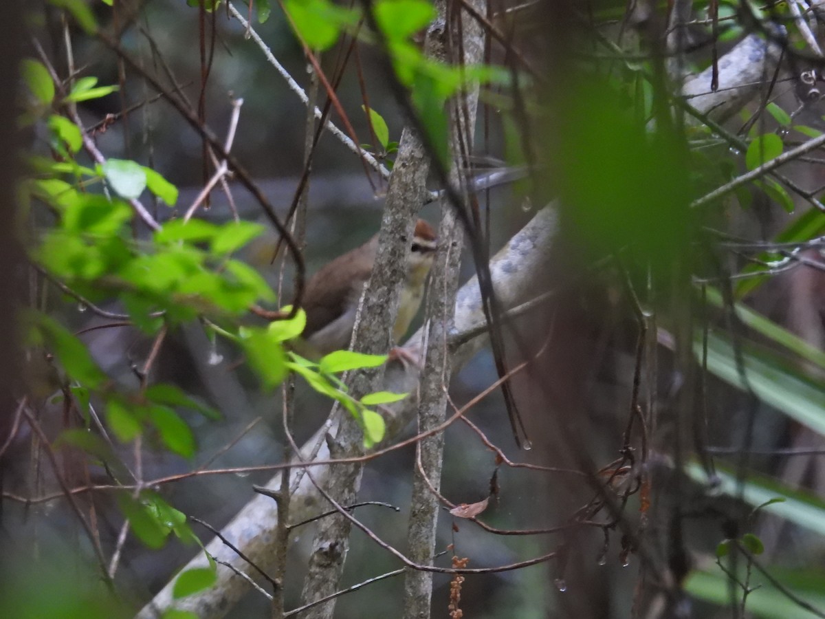 Swainson's Warbler - c c