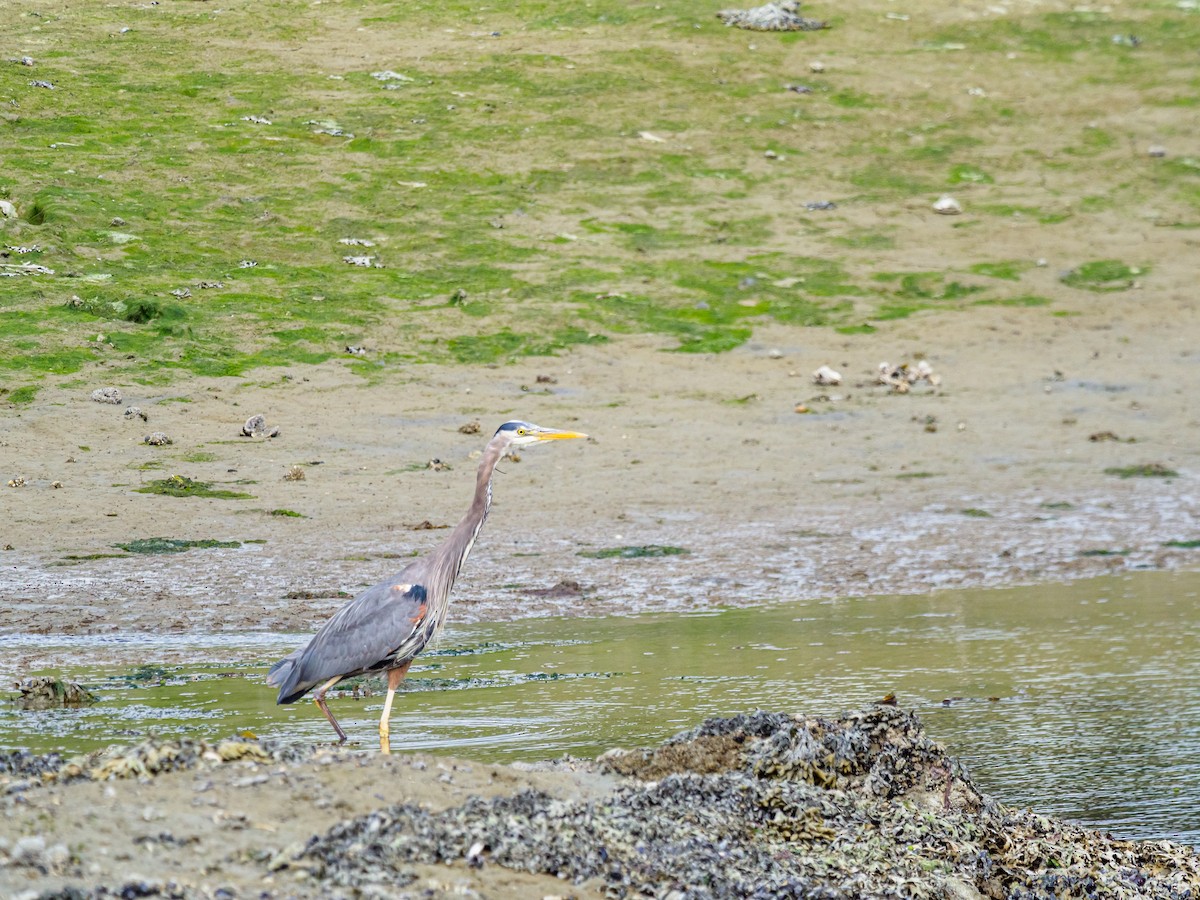 Great Blue Heron - Darrell Lawson