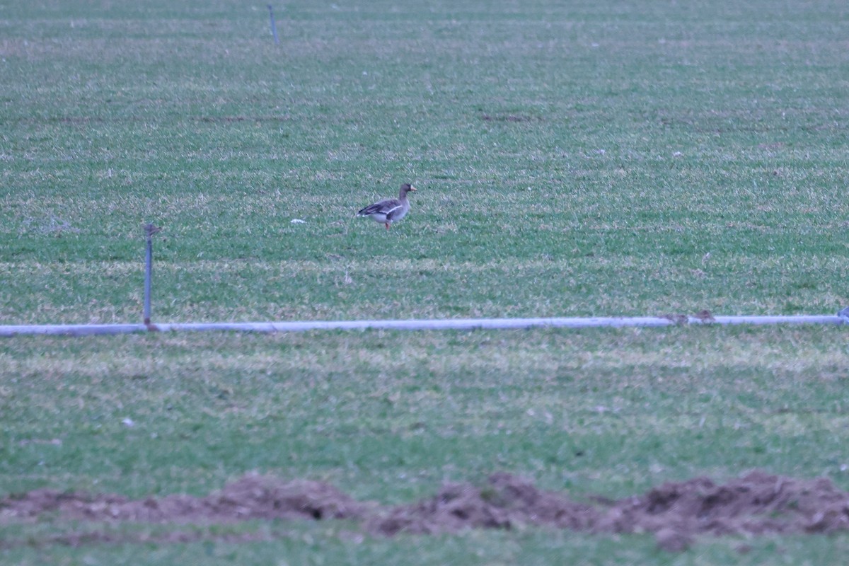 Greater White-fronted Goose - Brett Wiese