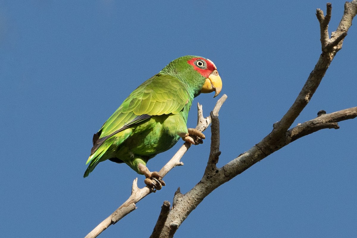 White-fronted Parrot - Johanne Cousineau