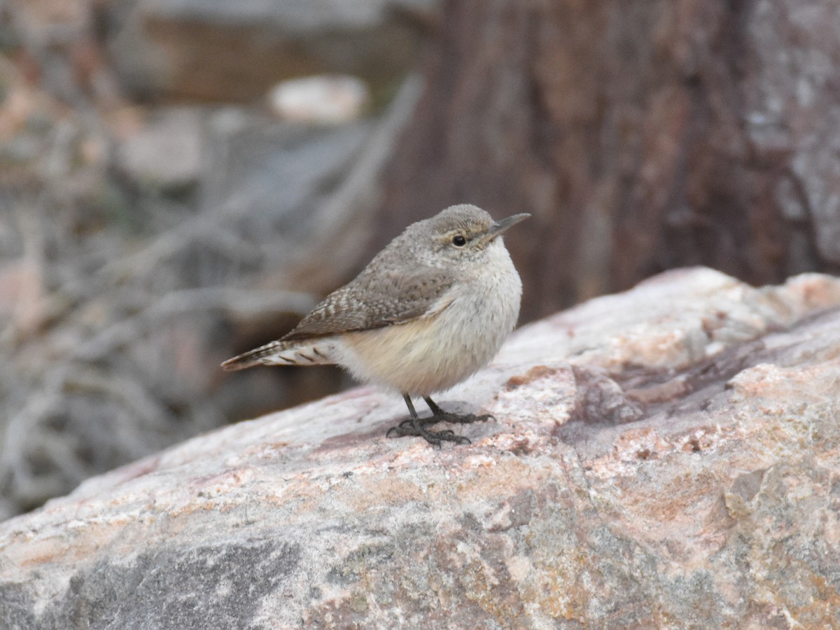 Rock Wren - ML616570034