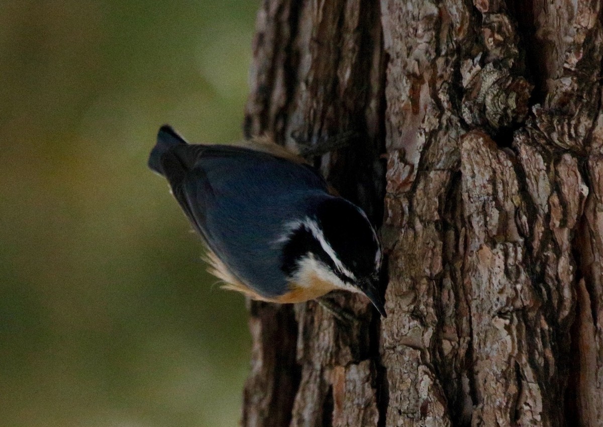 Red-breasted Nuthatch - ML616570102