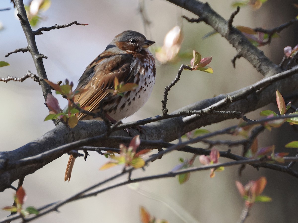 Fox Sparrow - ML616570139