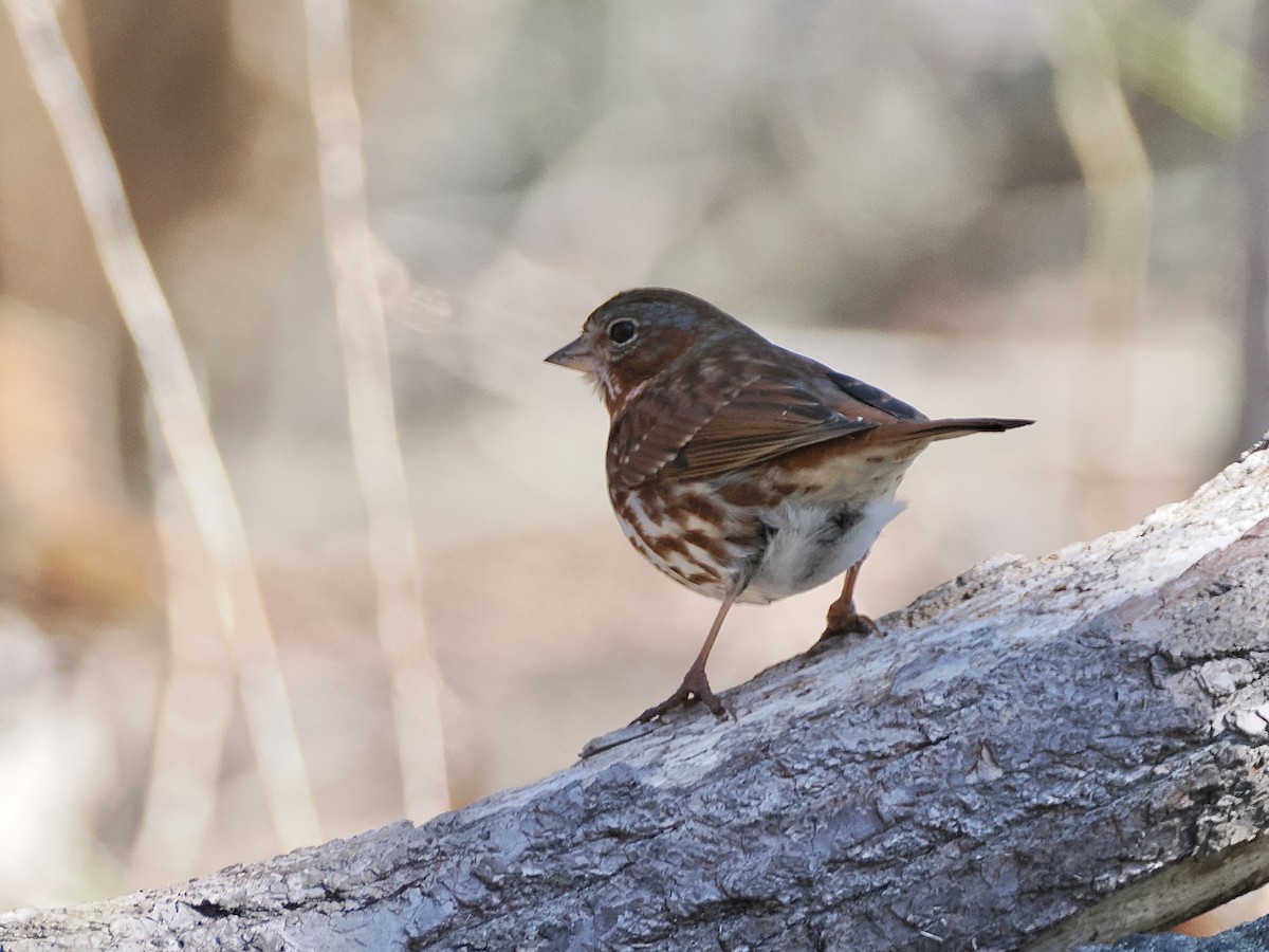 Fox Sparrow - ML616570140