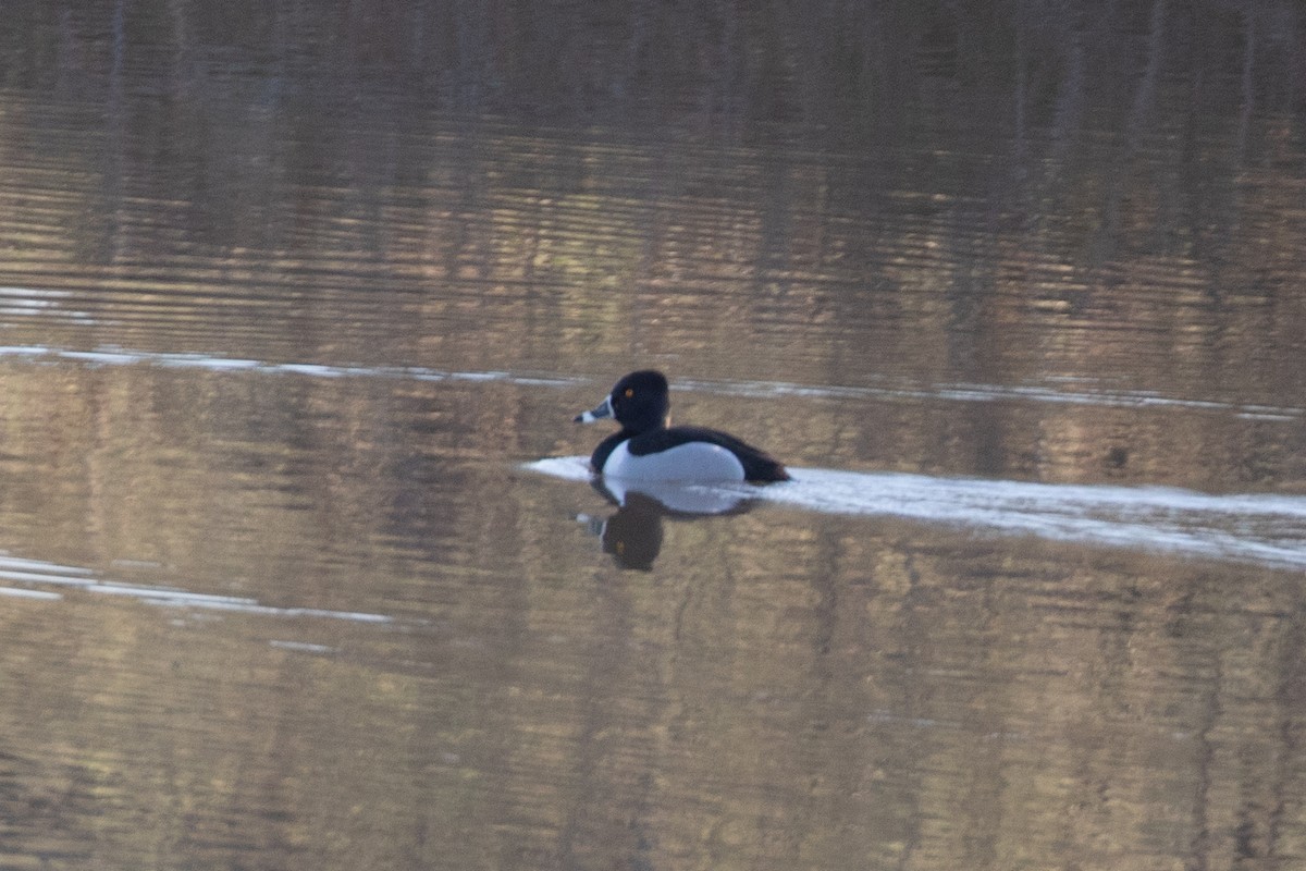 Ring-necked Duck - ML616570159