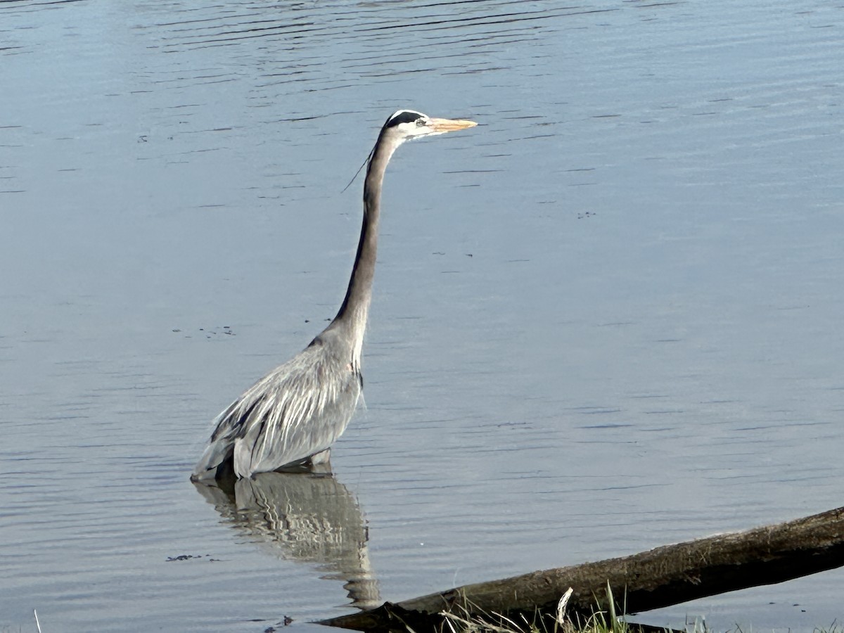 Great Blue Heron - Van Habib