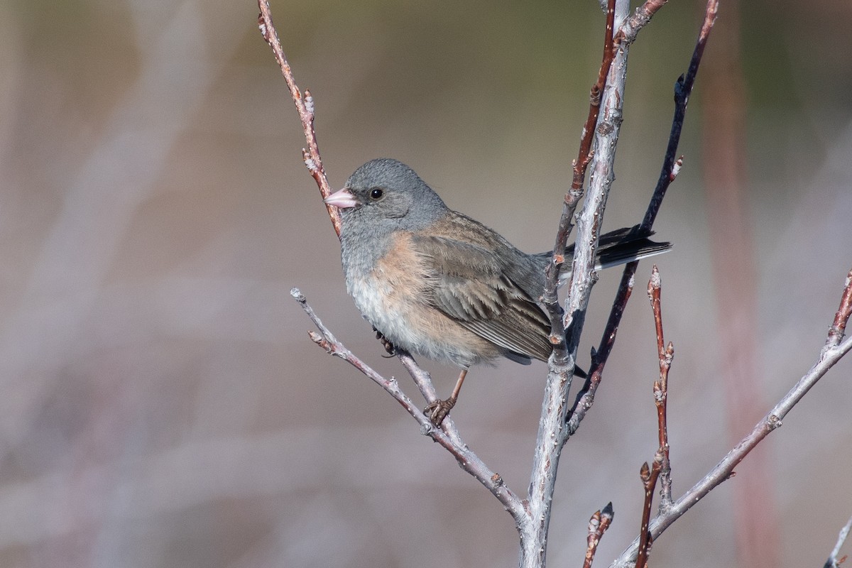 Dark-eyed Junco (Pink-sided) - Cody Limber