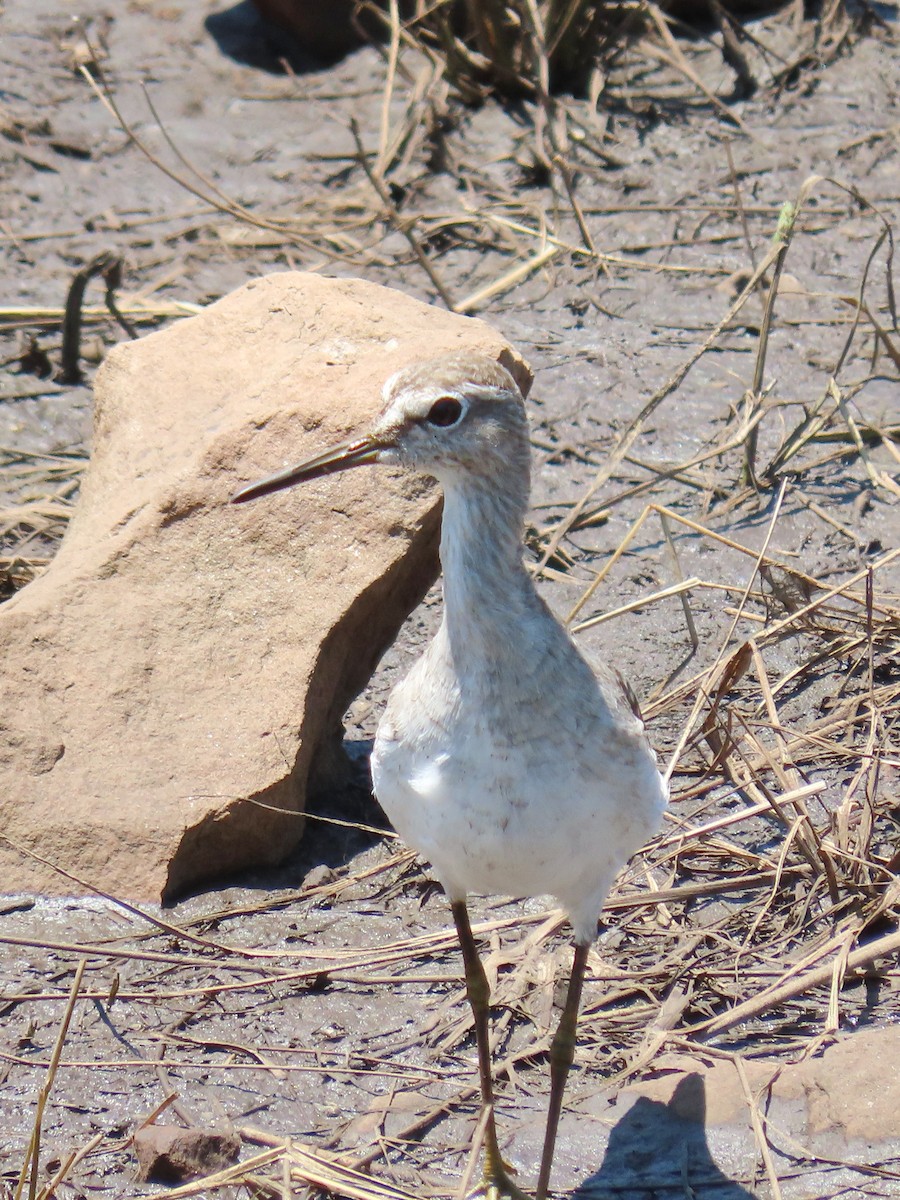 Wood Sandpiper - ML616570227