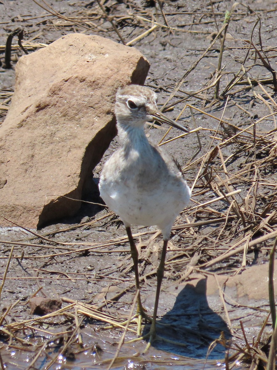 Wood Sandpiper - ML616570230