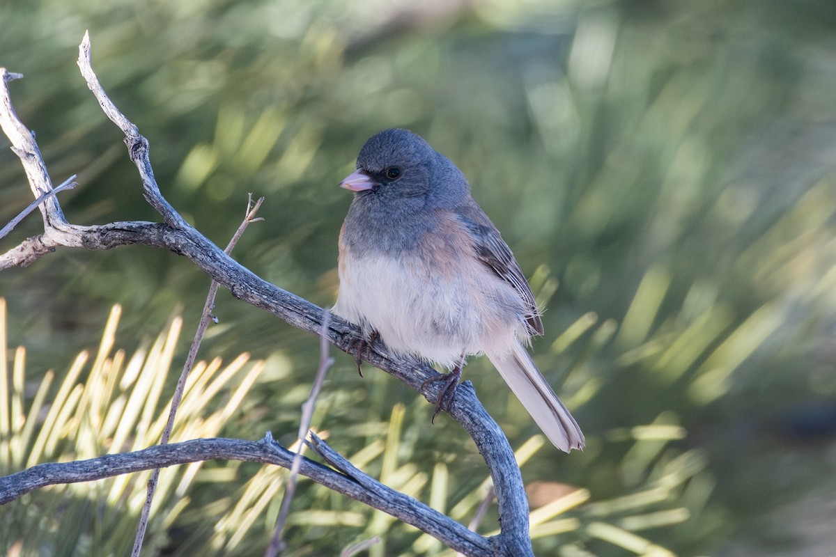 Dark-eyed Junco (Pink-sided) - Cody Limber