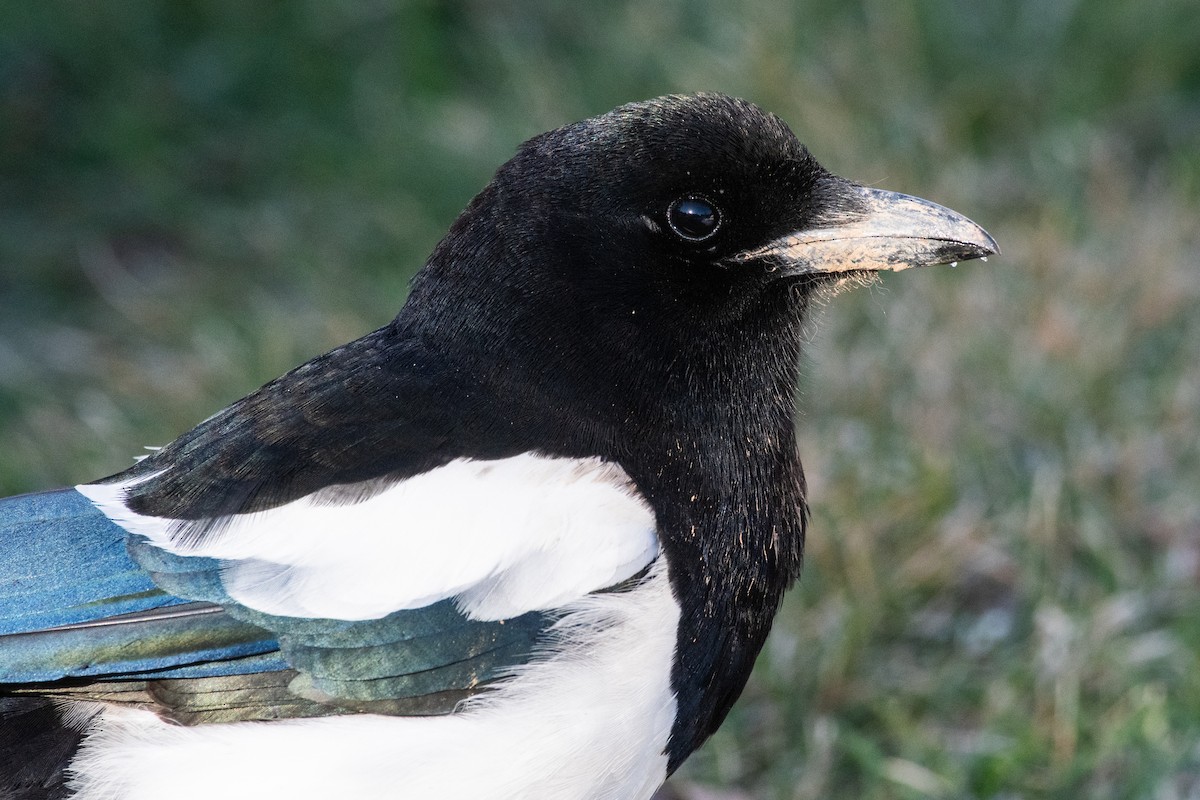 Black-billed Magpie - Cody Limber