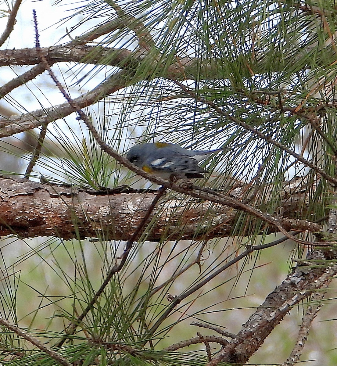 Northern Parula - Jay Huner