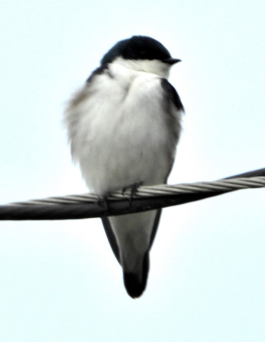 Tree Swallow - Jay Huner