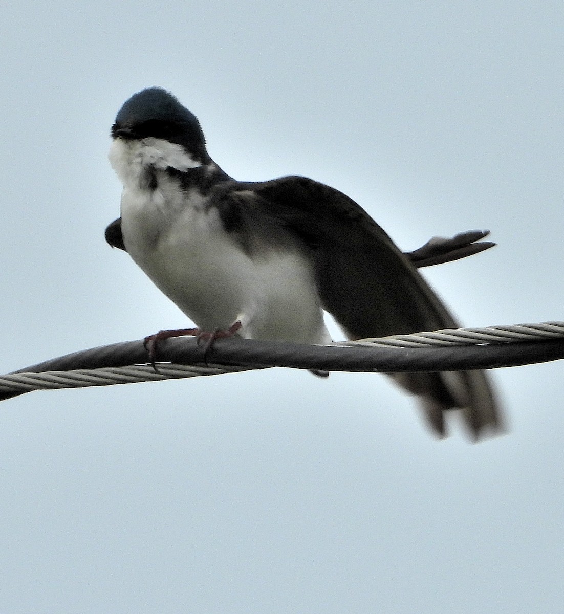 Tree Swallow - Jay Huner