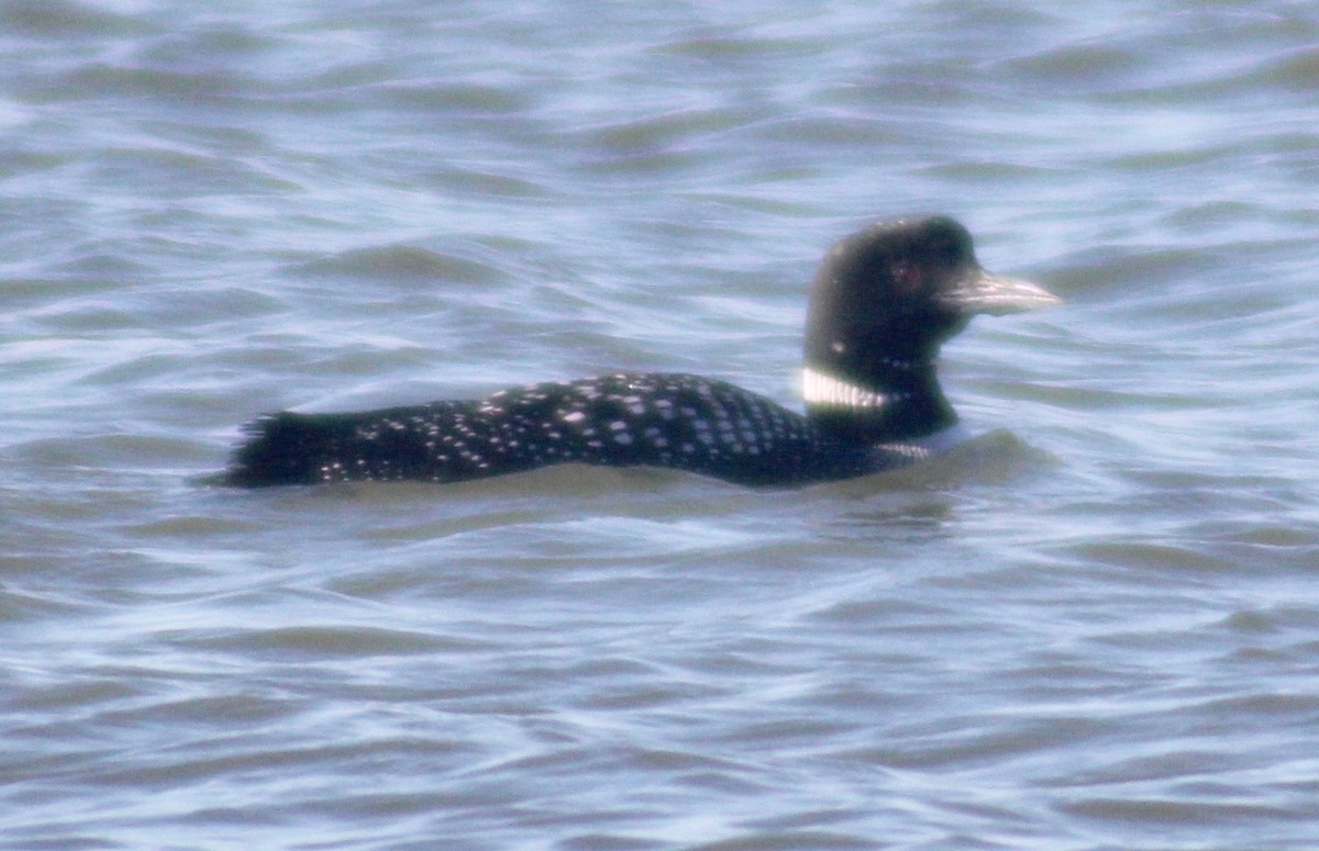 Common Loon - David Brotherton, cc