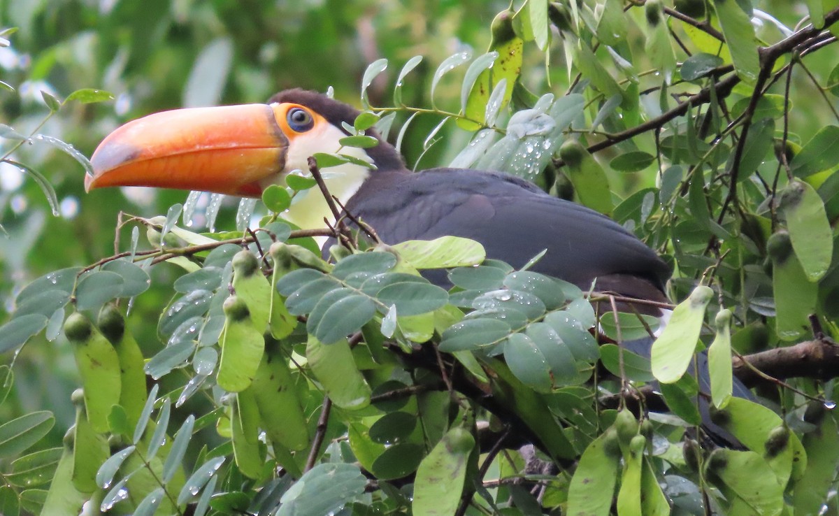 Toco Toucan - ML616570373