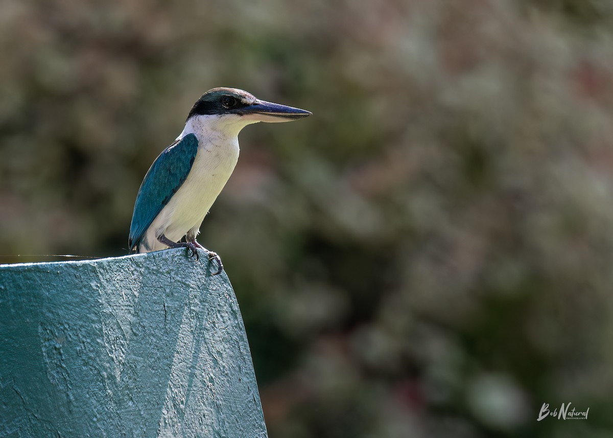 Collared Kingfisher - ML616570383