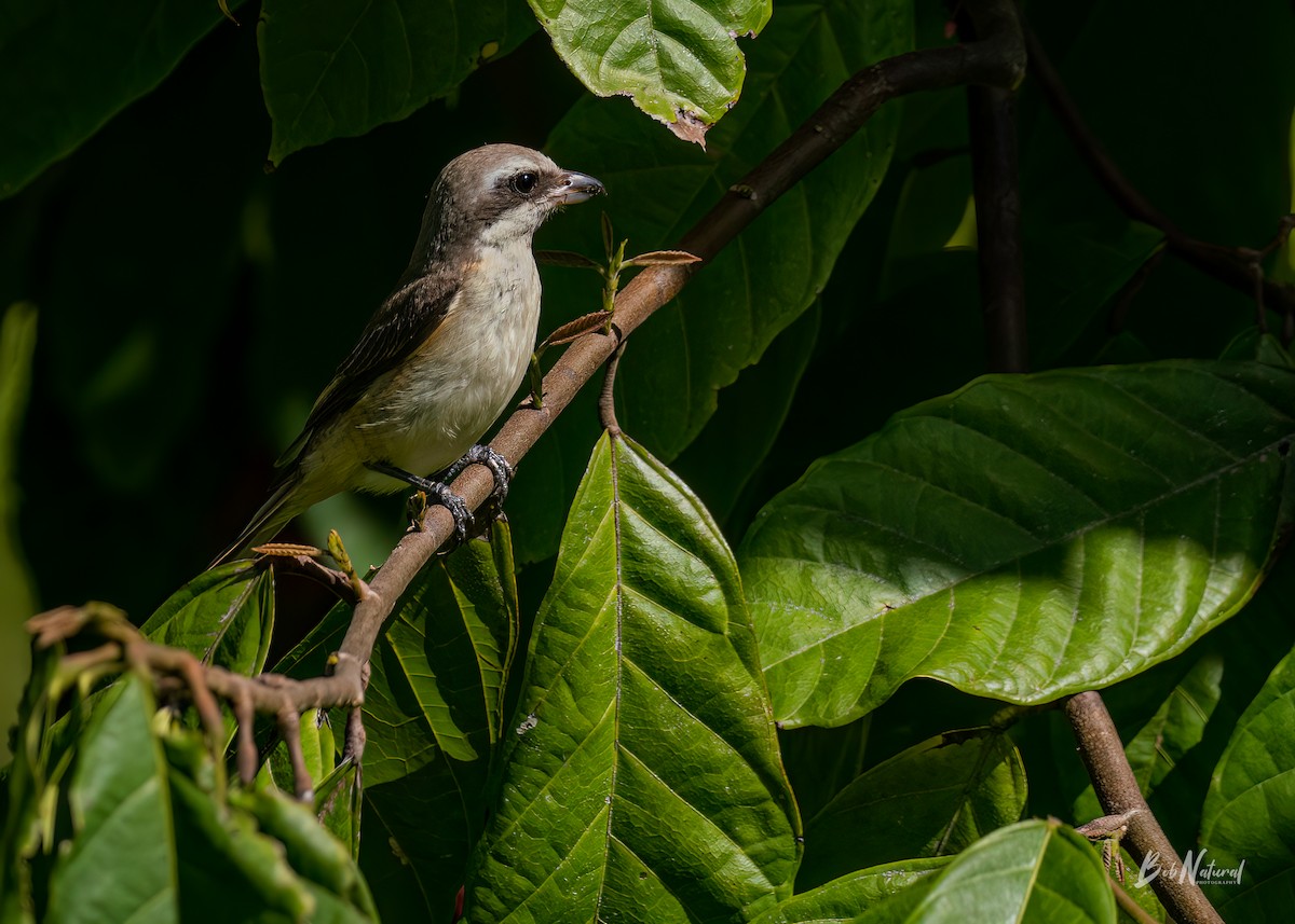 Brown Shrike - ML616570392