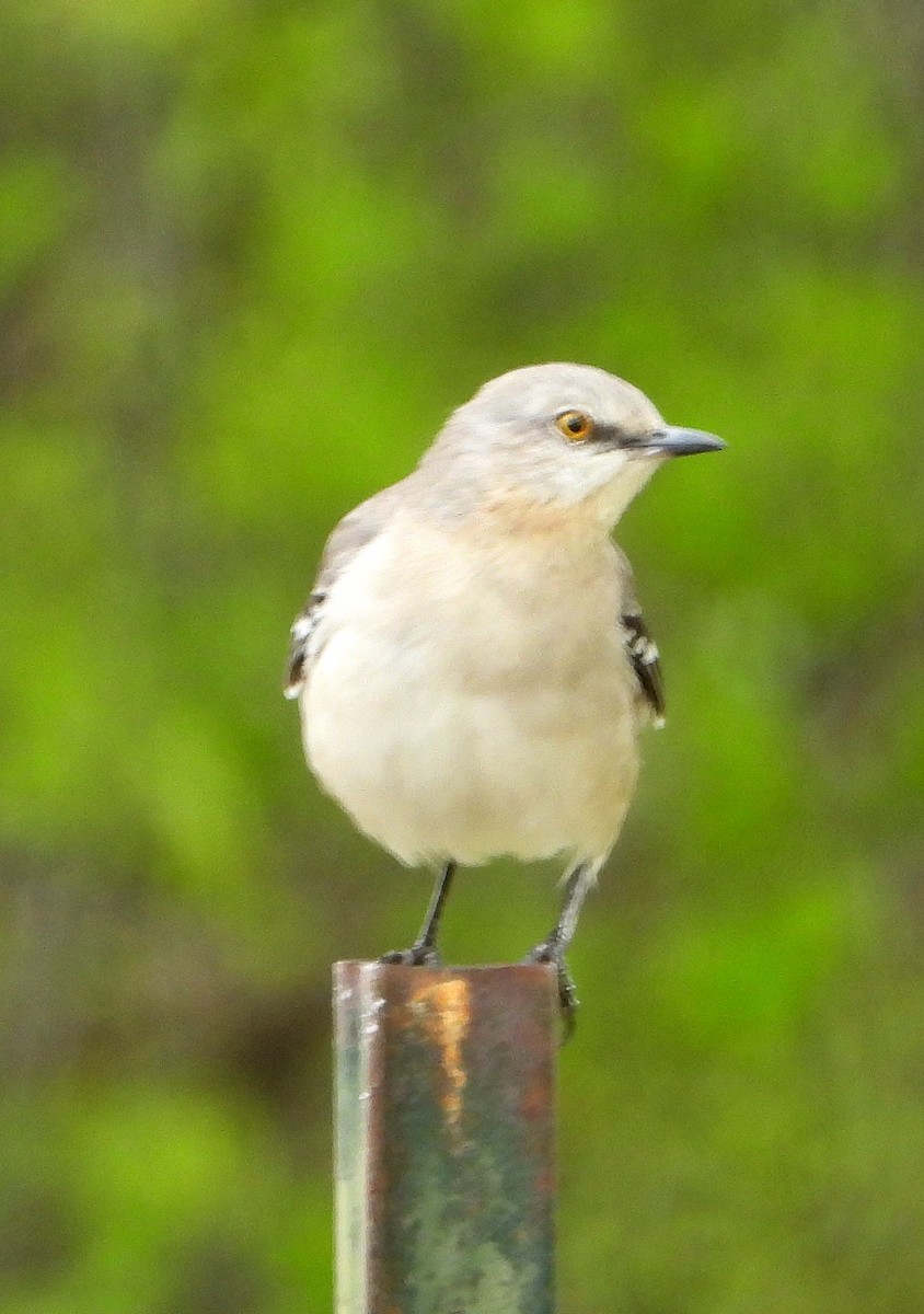 Northern Mockingbird - ML616570400