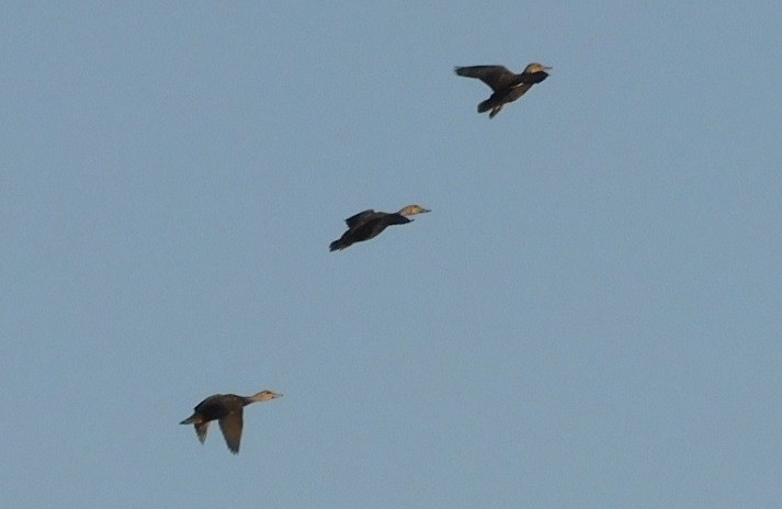 Mottled Duck - ML616570410