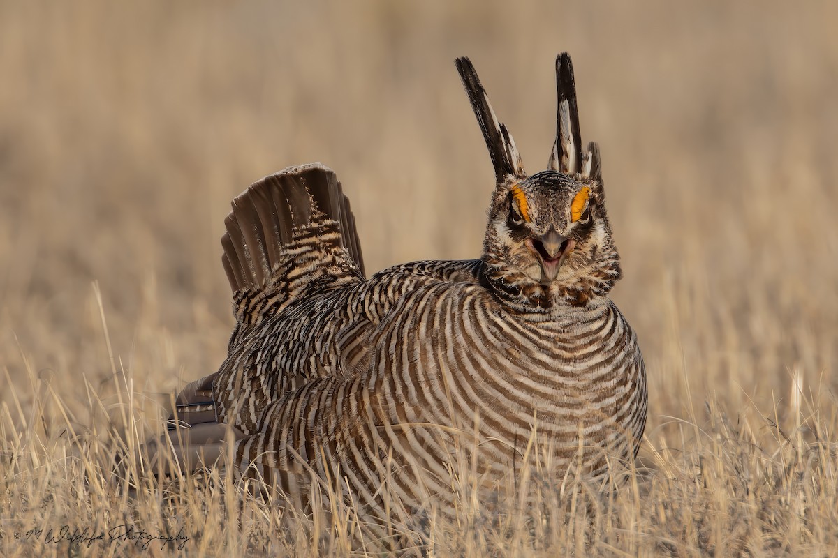 Lesser Prairie-Chicken - Caleb Nelson