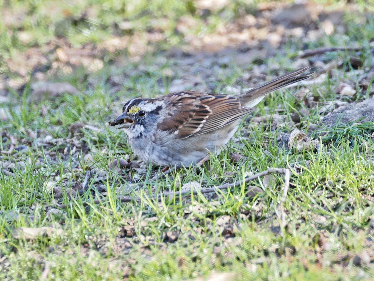 White-throated Sparrow - Isa Dav