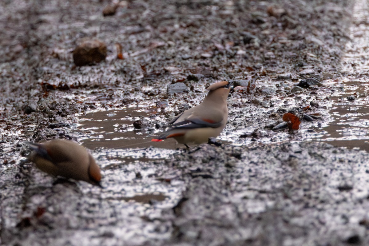 Japanese Waxwing - ML616570457