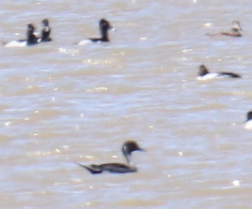 Northern Pintail - ML616570470