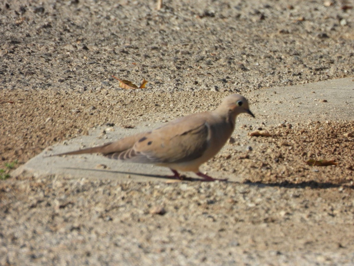 Mourning Dove - ML616570473