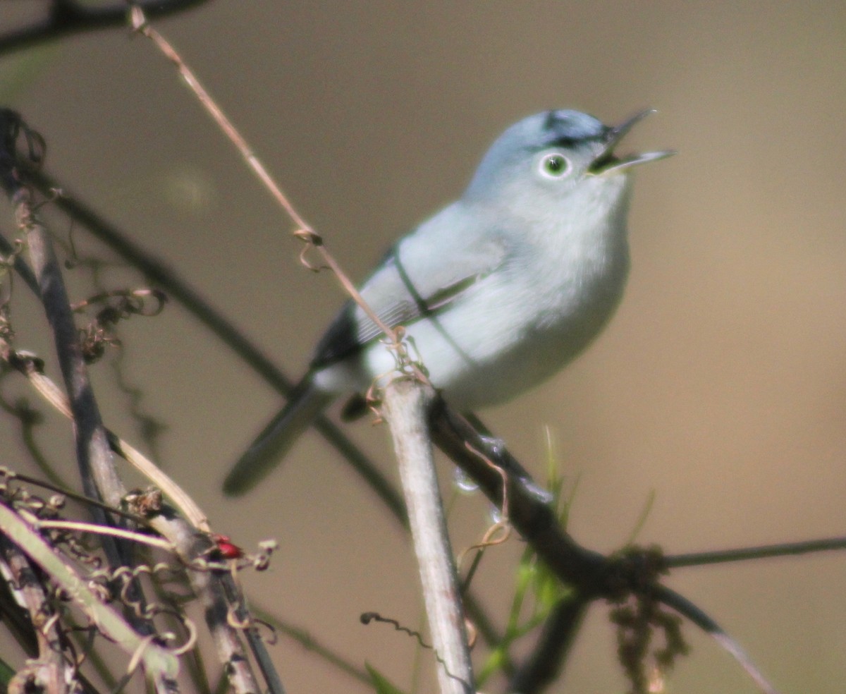 Blue-gray Gnatcatcher - ML616570524