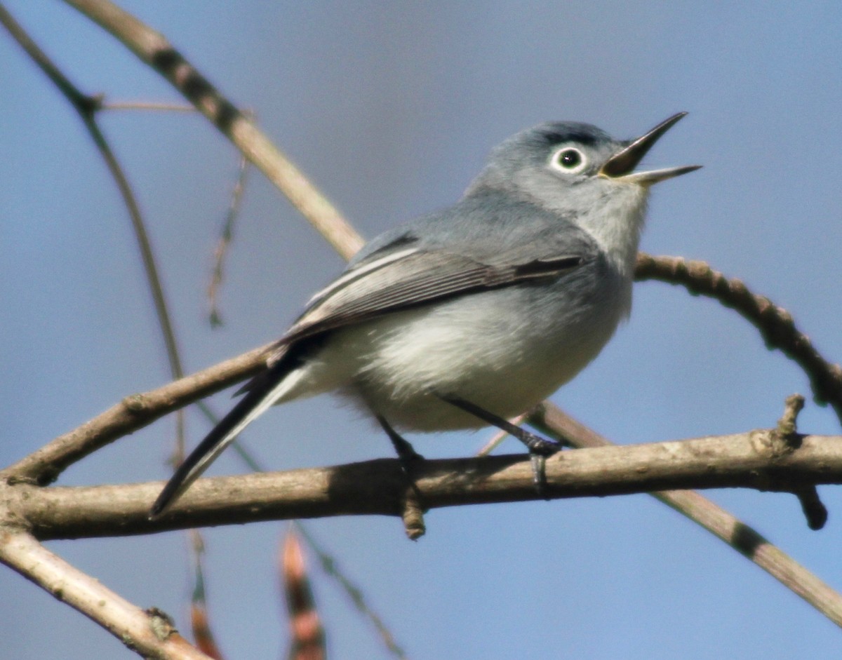 Blue-gray Gnatcatcher - ML616570525