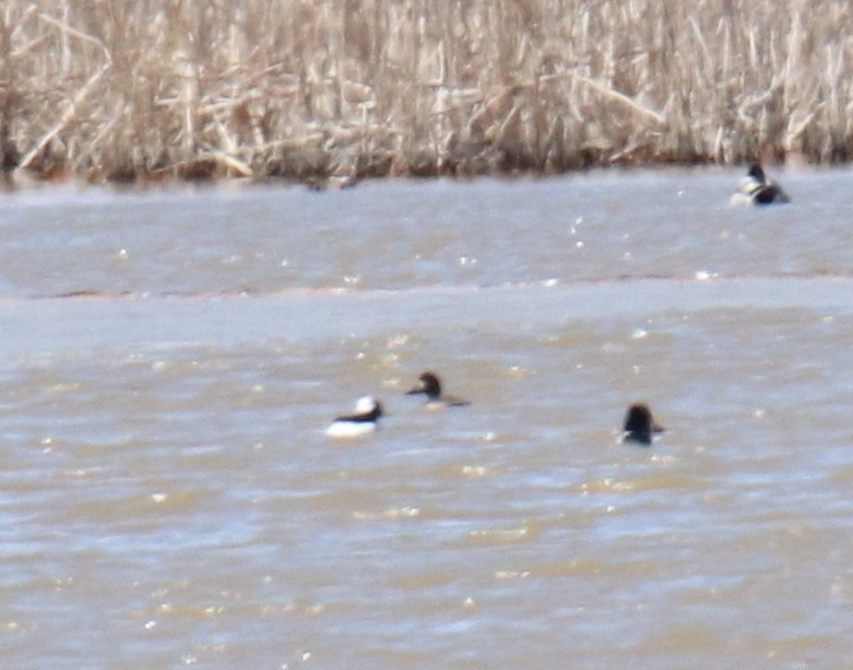 Bufflehead - ML616570536