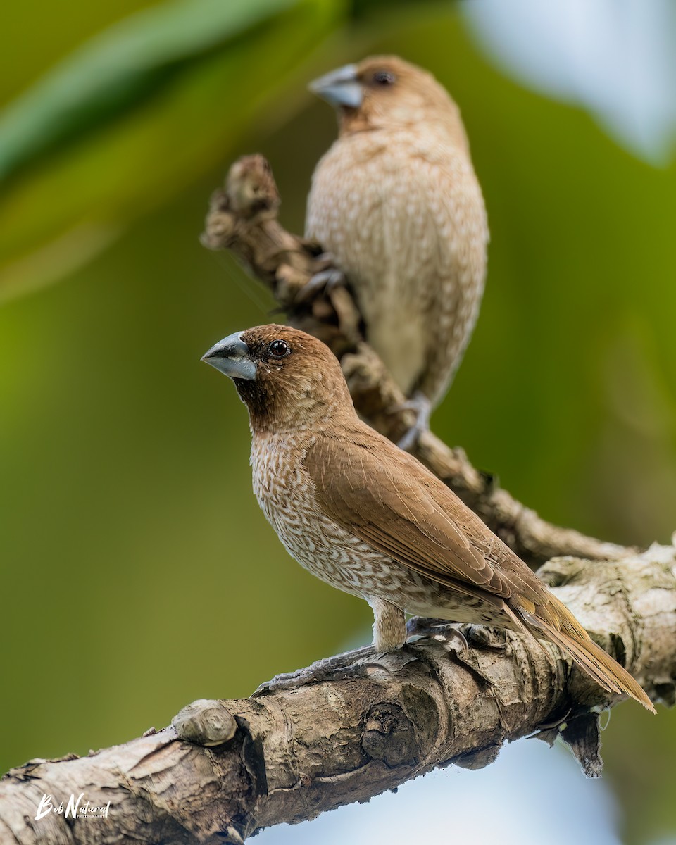 Scaly-breasted Munia - ML616570549