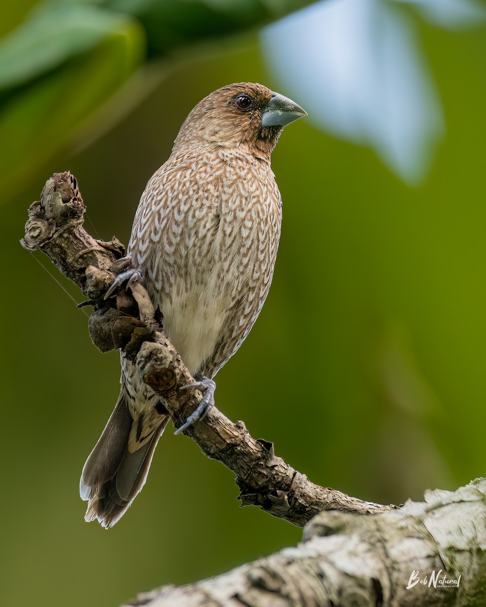 Scaly-breasted Munia - ML616570562