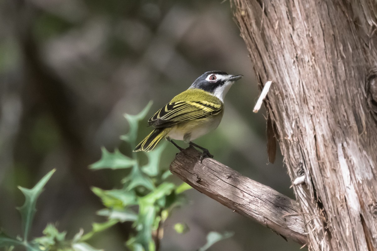 Black-capped Vireo - ML616570598