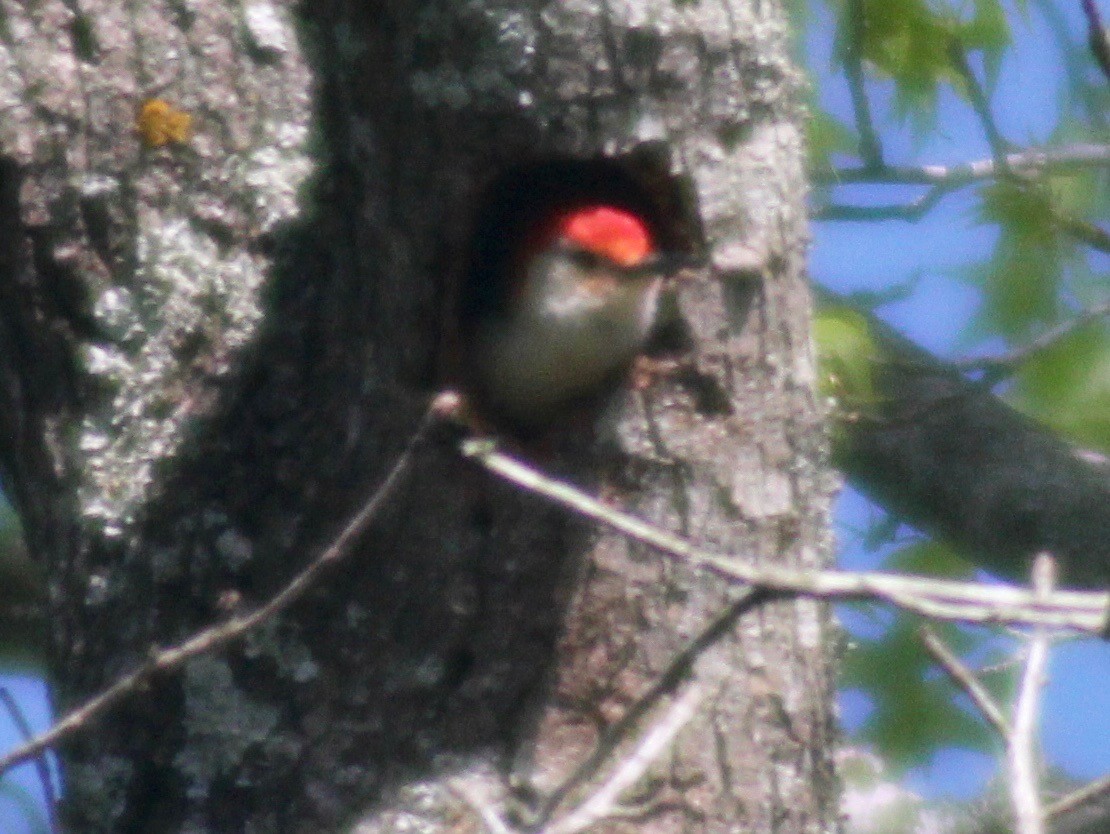 Red-bellied Woodpecker - ML616570602