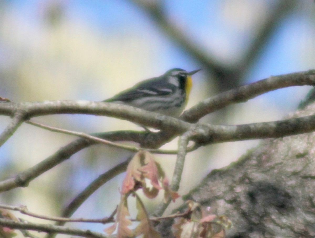 Yellow-throated Warbler - ML616570625